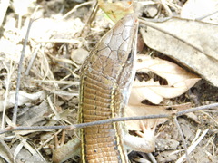 Gerrhosaurus nigrolineatus