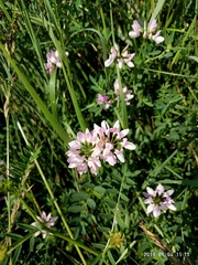 Securigera varia