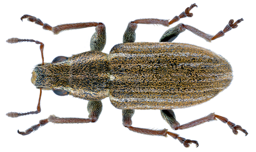 Pea Weevil
