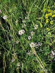 Securigera varia