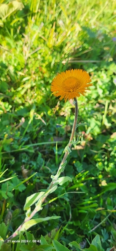 Image of Erigeron aurantiacus by (c) Эльвира Халиулина, some rights reserved (CC BY)