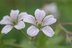 Geranium asiaticum