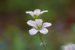 Geranium asiaticum