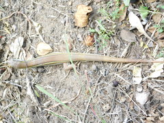 Gerrhosaurus nigrolineatus