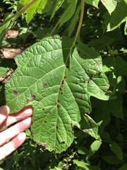 Cercospora hydrangeae
