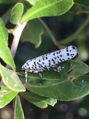 Yponomeuta strigillatus