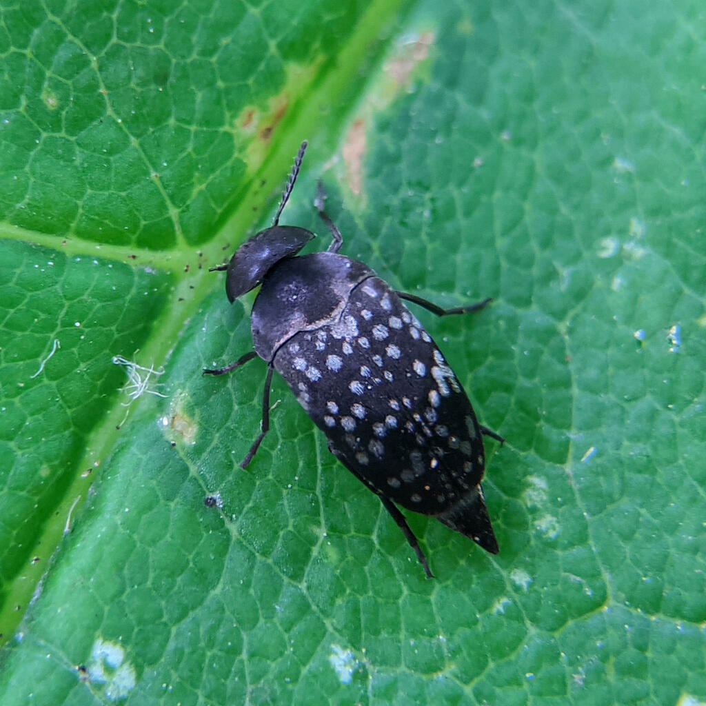 Curtimorda maculosa