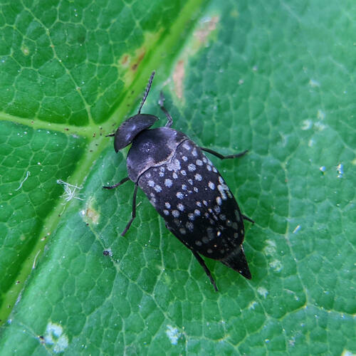 Curtimorda maculosa
