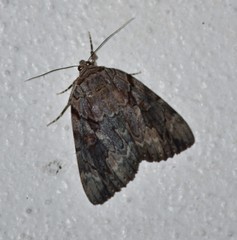 Catocala agrippina