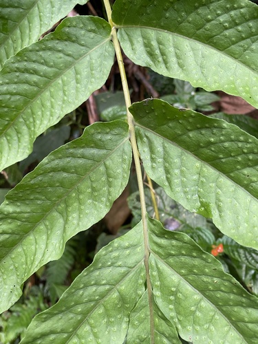 Tectaria incisa