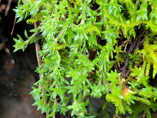 Image of Saxifraga aspera by (c) ahabo, some rights reserved (CC BY)
