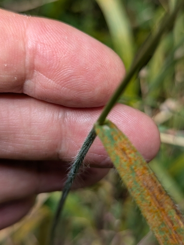 Image of Bromus ramosus by no rights reserved