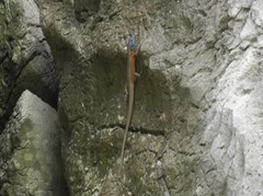 Algyroides nigropunctatus