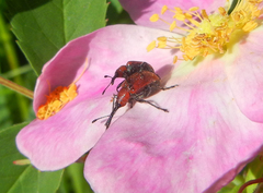 Merhynchites bicolor