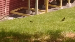 Sturnus vulgaris