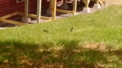 Sturnus vulgaris