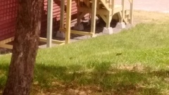 Sturnus vulgaris