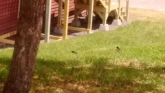 Sturnus vulgaris