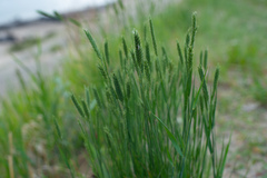 Agropyron cristatum