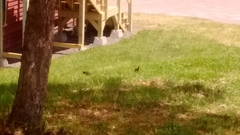 Sturnus vulgaris