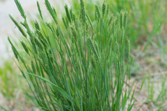 Agropyron cristatum