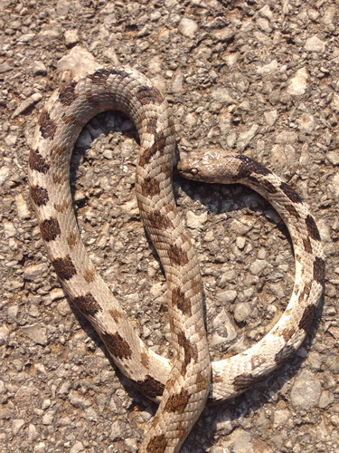 Photo of a Cat Snake (Telescopus fallax)