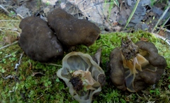 Gyromitra sphaerospora