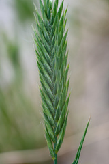 Agropyron cristatum