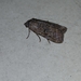 Noctuoidea