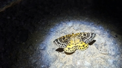 Arichanna melanaria