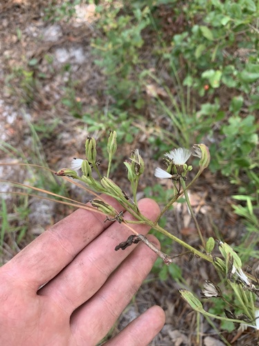 Image of Florida Indian Plantain (Arnoglossum floridanum) by no rights reserved