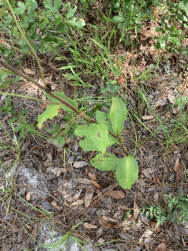 Image of Florida Indian Plantain (Arnoglossum floridanum) by no rights reserved