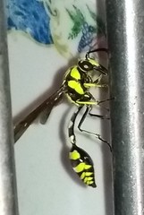 Phimenes flavopictus flavopictus