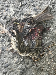 Haemorhous purpureus