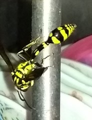 Phimenes flavopictus flavopictus