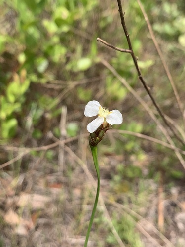 Image of Xyris caroliniana by no rights reserved