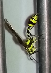 Phimenes flavopictus flavopictus