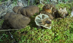 Gyromitra sphaerospora
