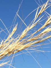 Aristida junciformis