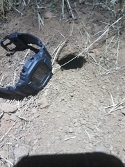 Dipodomys californicus