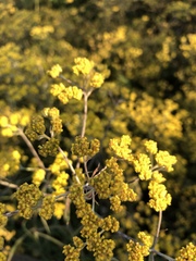 Helichrysum stenopterum