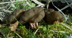 Gyromitra sphaerospora