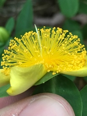 Hypericum frondosum
