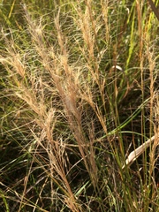 Aristida junciformis