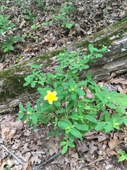 Hypericum frondosum
