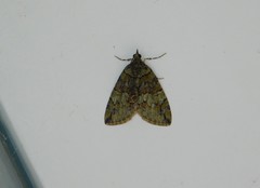 Hydriomena transfigurata