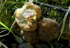 Gyromitra sphaerospora