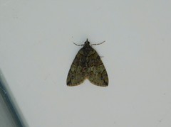 Hydriomena transfigurata