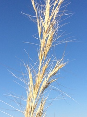 Aristida junciformis