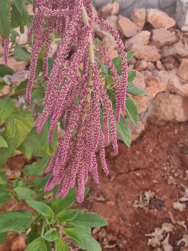 Love-lies-bleeding